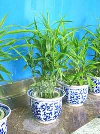 盆栽植物